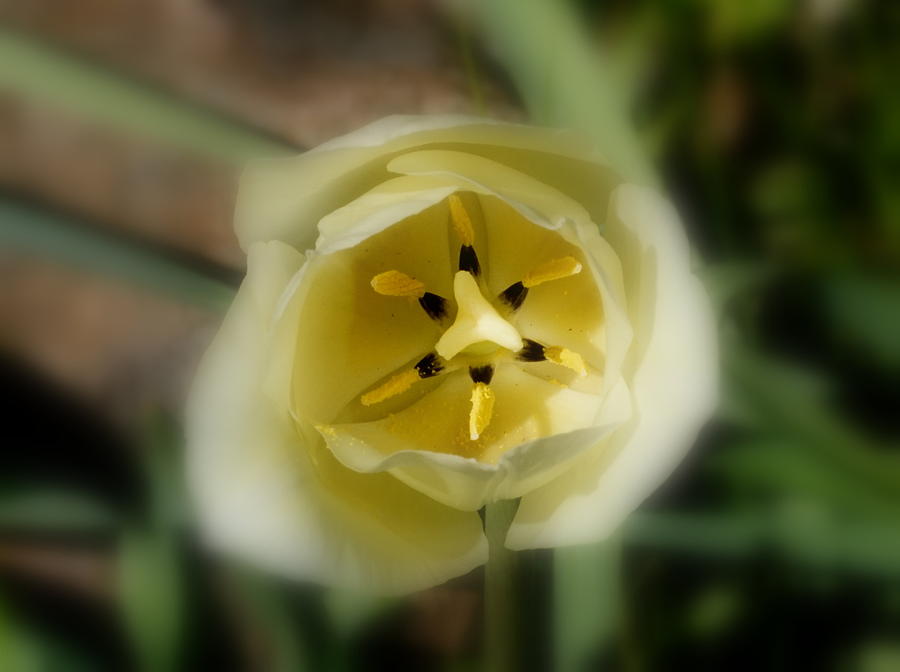 Light of Tulip Photograph by Yuri Tomashevi