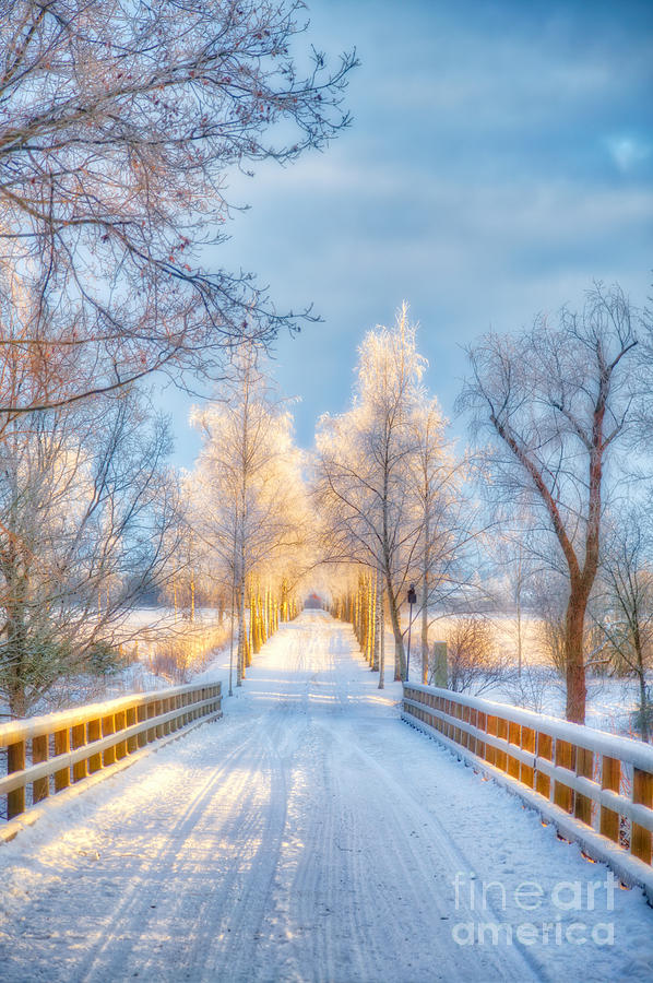 Light Of Winter Photograph