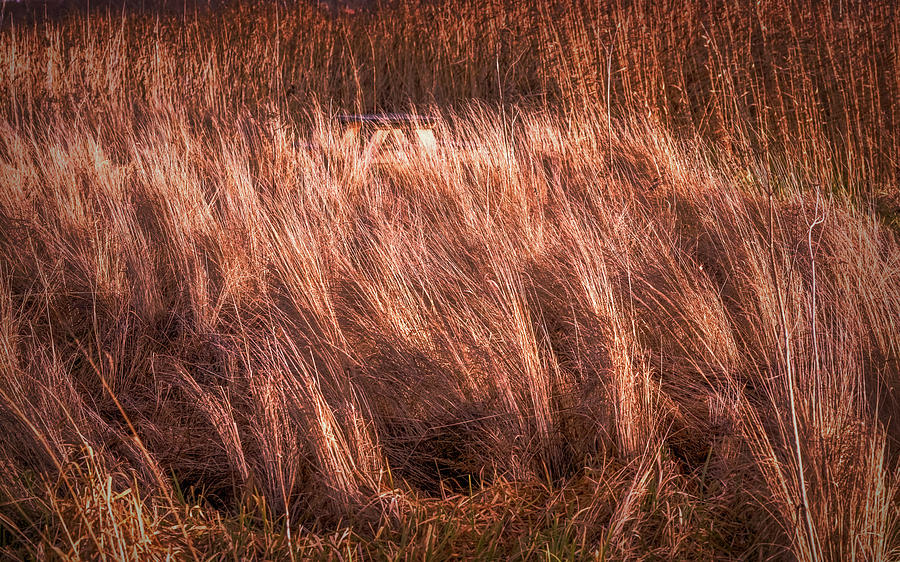 Light On Blowing Grass #g9 Photograph