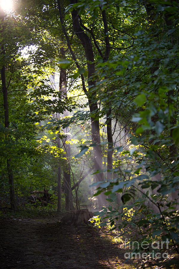 Light on Forest Path Photograph by David Arment