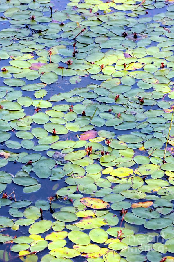 Light on Lily Pads Photograph by Carol Groenen
