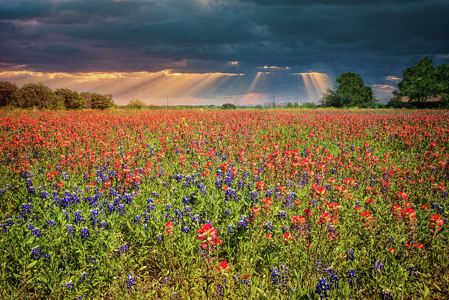 Light on Texas Wildflowers Photograph by Lynn Bauer