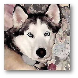 Dogs Photograph - Light on the Eyes by Brenda Garacci Dogs Photograph - Light on the Eyes by Brenda Garacci