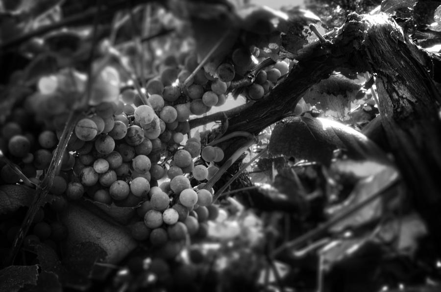 Light On The Fruit in Black and White Photograph by Greg and Chrystal Mimbs