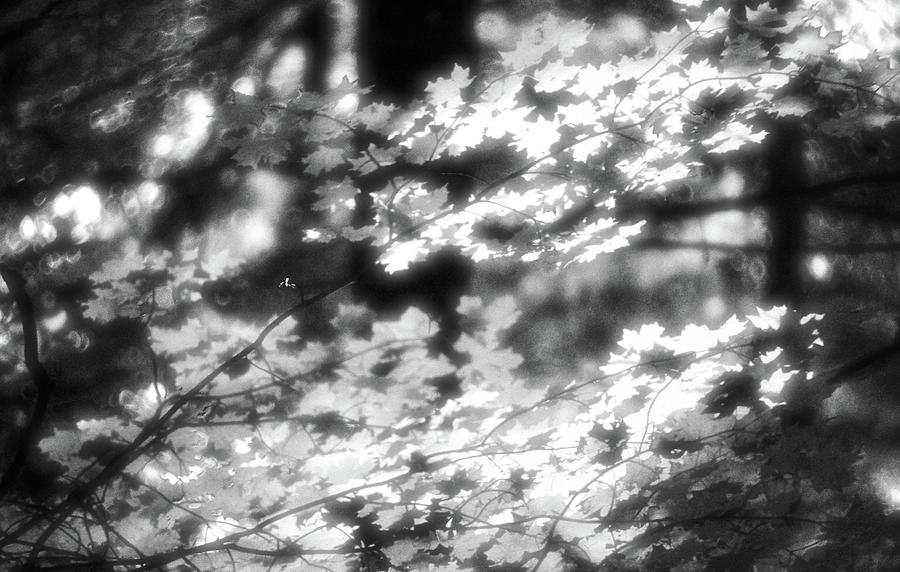 Light On The Leaves BW  Photograph by Lyle Crump