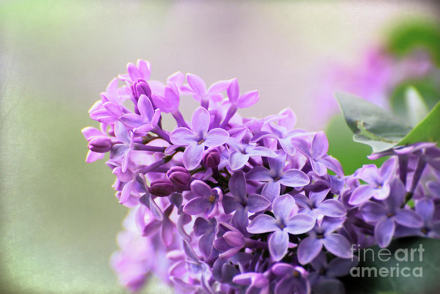 Light on the Lilacs Photograph by Kerri Farley
