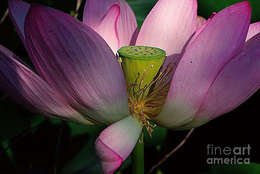 Flowers Still Life Photograph - Light On The Lotus by John S