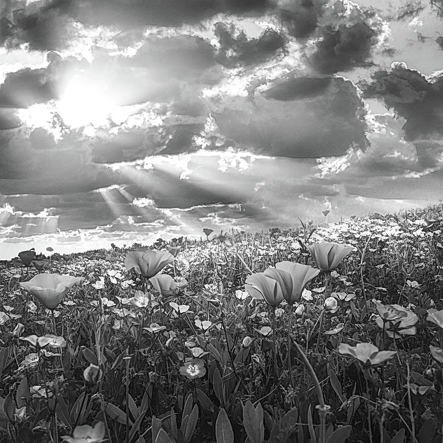Light on the Wildflower Field in Black and White Photograph by Debra and Dave Vanderlaan