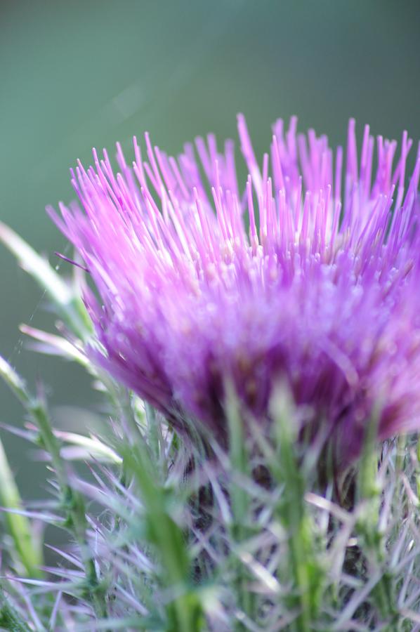 Light on Thistle Photograph by Warren Thompson