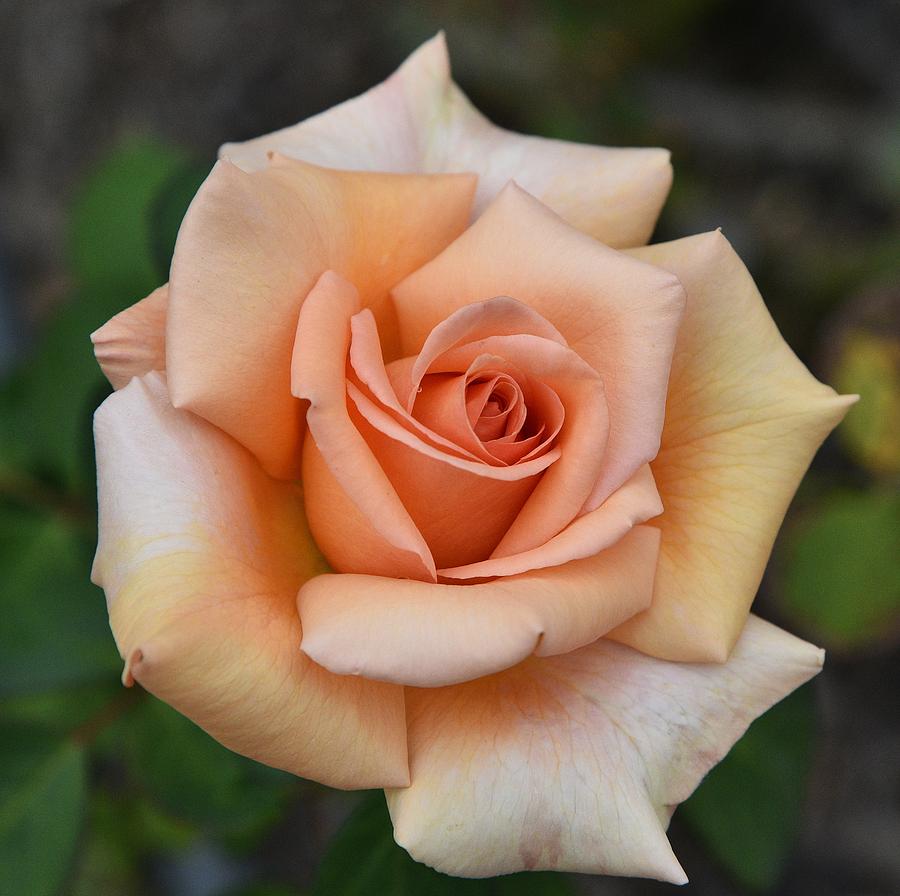 Rose Photograph - Light Orange Rose I by Linda Brody