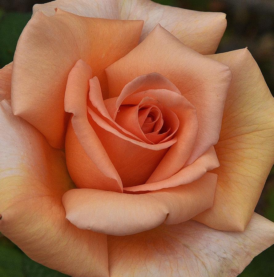 Light Orange Rose Macro Photograph by Linda Brody
