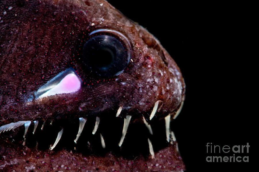 Light Organ Of Threadfin Dragonfish Photograph by Dant Fenolio