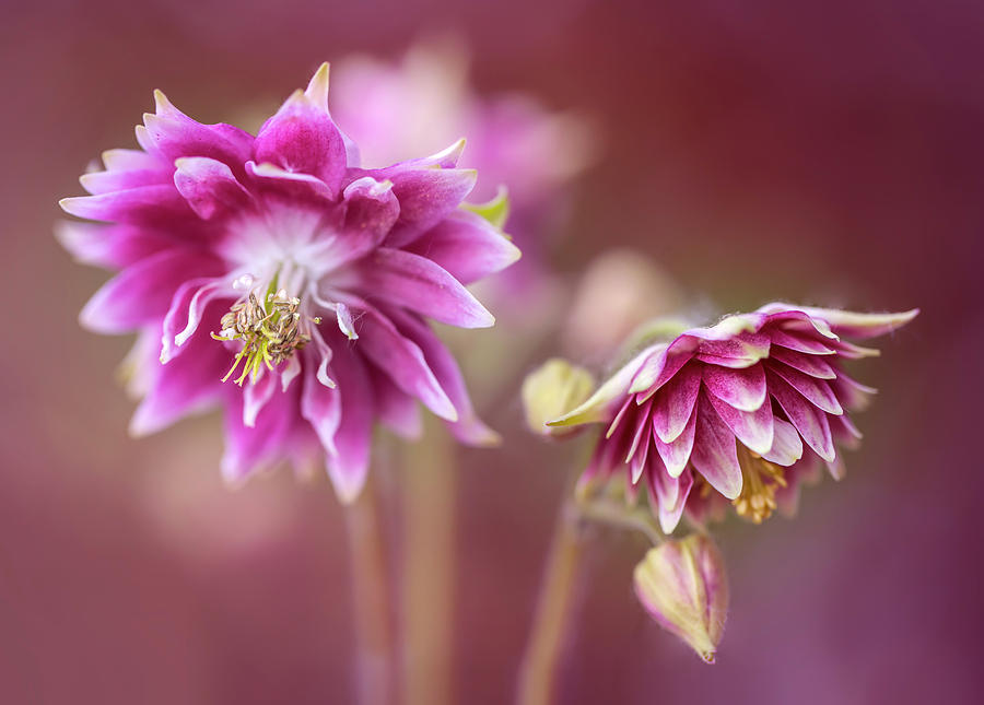 Light pink columbine flowers Photograph by Jaroslaw Blaminsky
