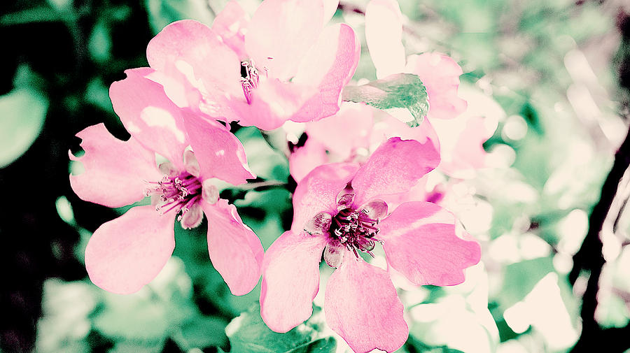 Flowers Still Life Digital Art - Light pink flowers by Nat Air Craft