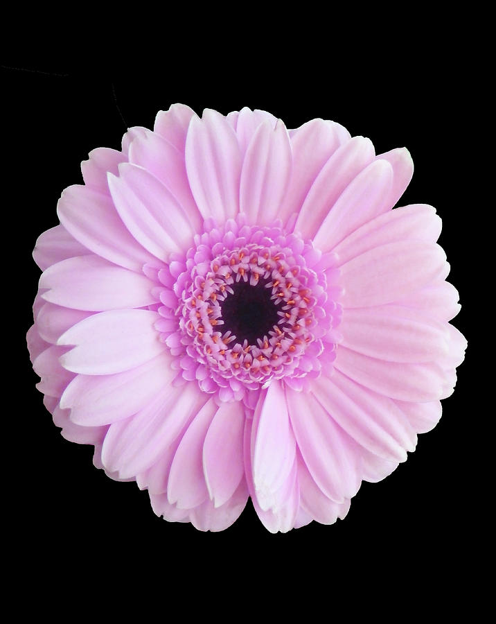 Light Pink Gerbera On Black Photograph by Johanna Hurmerinta