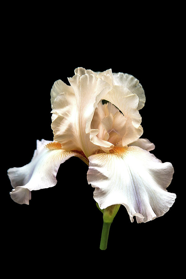 Light Pink Iris Photograph by Mike Stephens