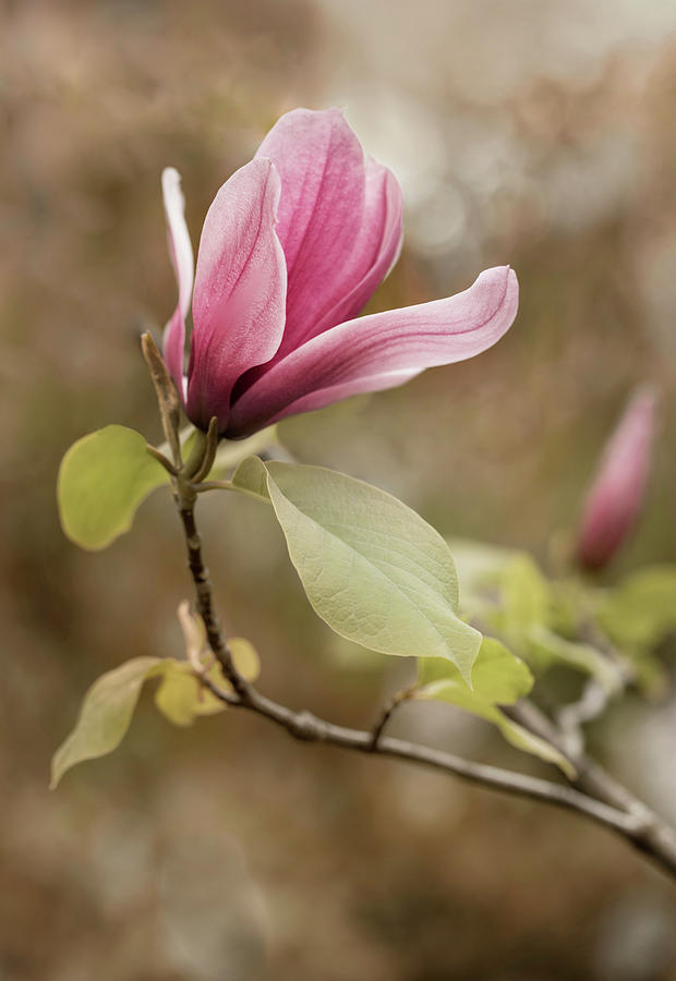 Light pink mangolia flower Photograph by Jaroslaw Blaminsky