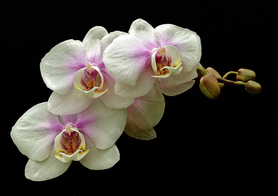 Light Pink Orchids Photograph by Floyd Hopper