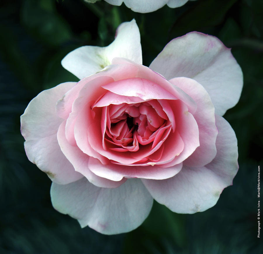 Light Pink Rose Photograph by Mark Ivins