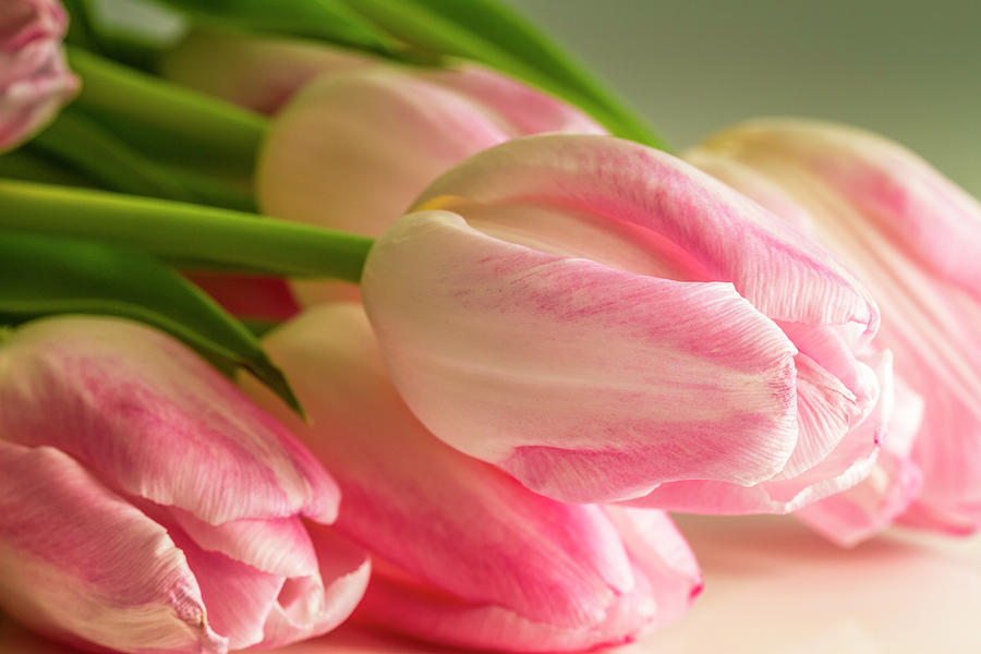 Light Pink Tulips in Sunlight Photograph by Teri Virbickis