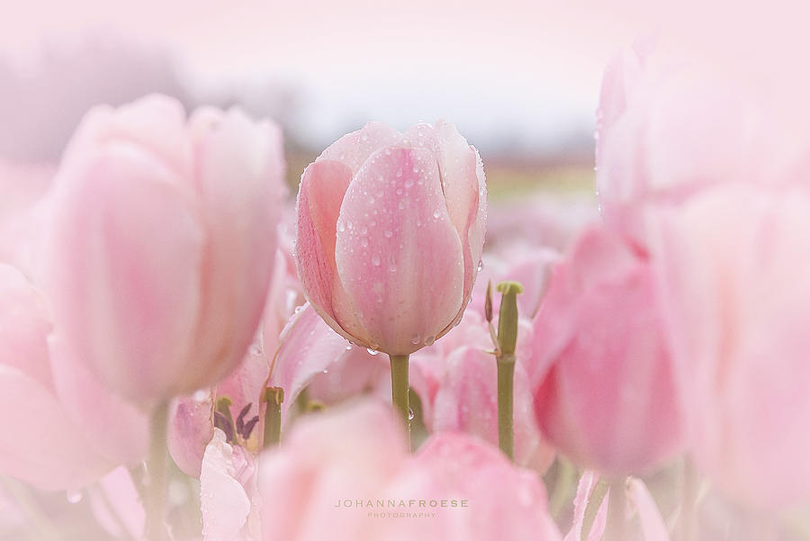 baby pink tulips