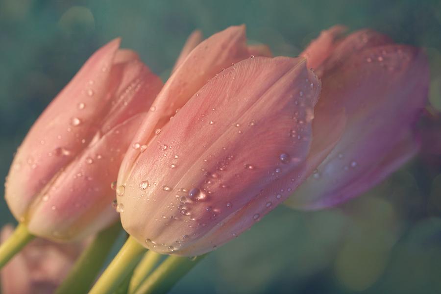 Light pink tulips Photograph by Lilia S