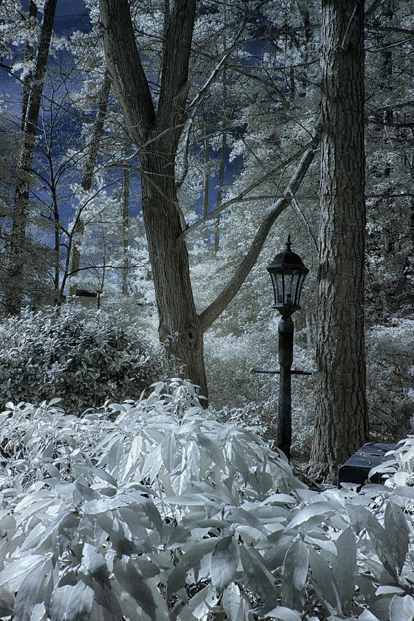 Lamp Photograph - Light Post by Cindy Archbell