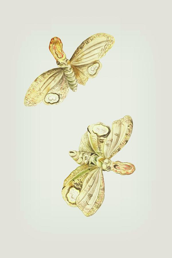 Light Producing Moth Called Lantern Bearer Cornelis Markee 1763 Mixed Media by Cornelis Markee