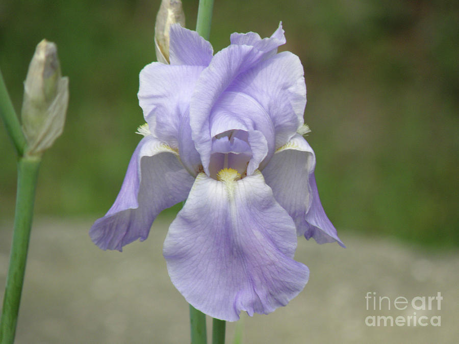 Light Purple Bearded Iris Flower Blossom Photograph by DejaVu Designs