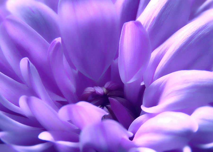 Light Purple Beauty Photograph by Johanna Hurmerinta