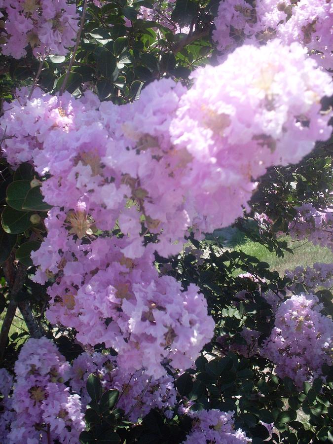 Light Purple Crape Myrtle Flowers Photograph by Warren Thompson - Fine