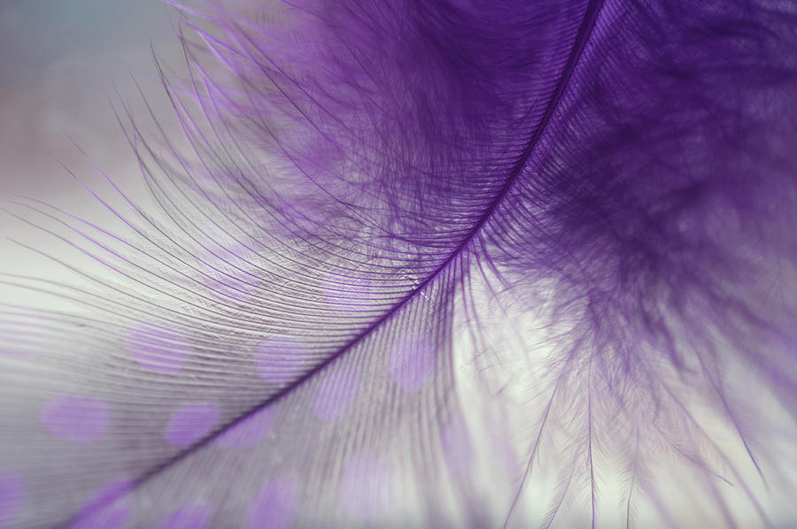 Light Purple Dream Photograph by Jenny Rainbow