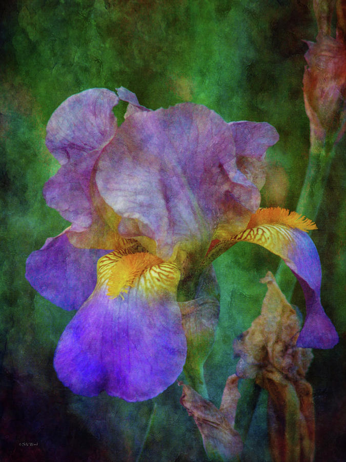 Light Purple Iris 0627 IDP_2 Photograph by Steven Ward