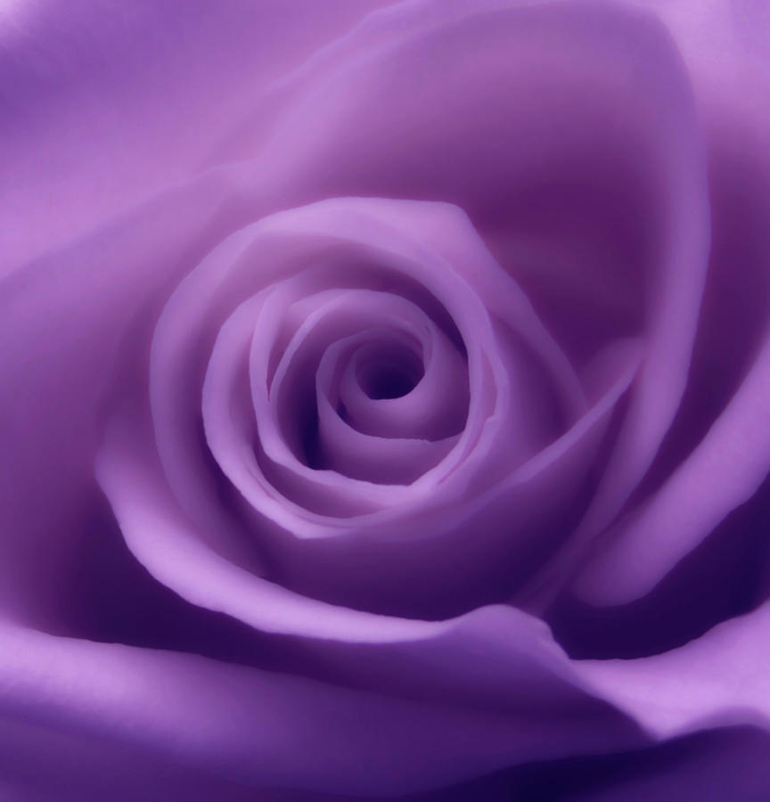 Light Purple Rose Macro Photograph by Johanna Hurmerinta