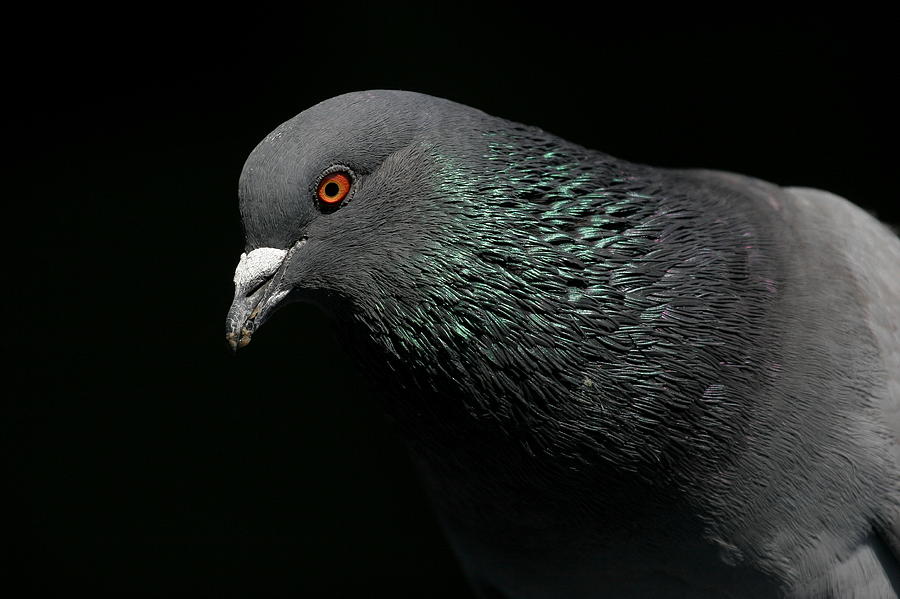 Pigeon Photograph - Light Rail Pigeon  by Andrew Johnson