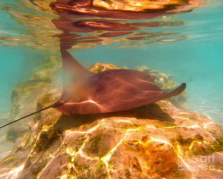 Light Ray - Stingray Swimming Photograph