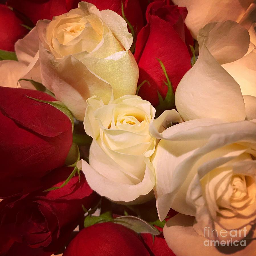 Flower Photograph - Light Rose by Sarah Stec