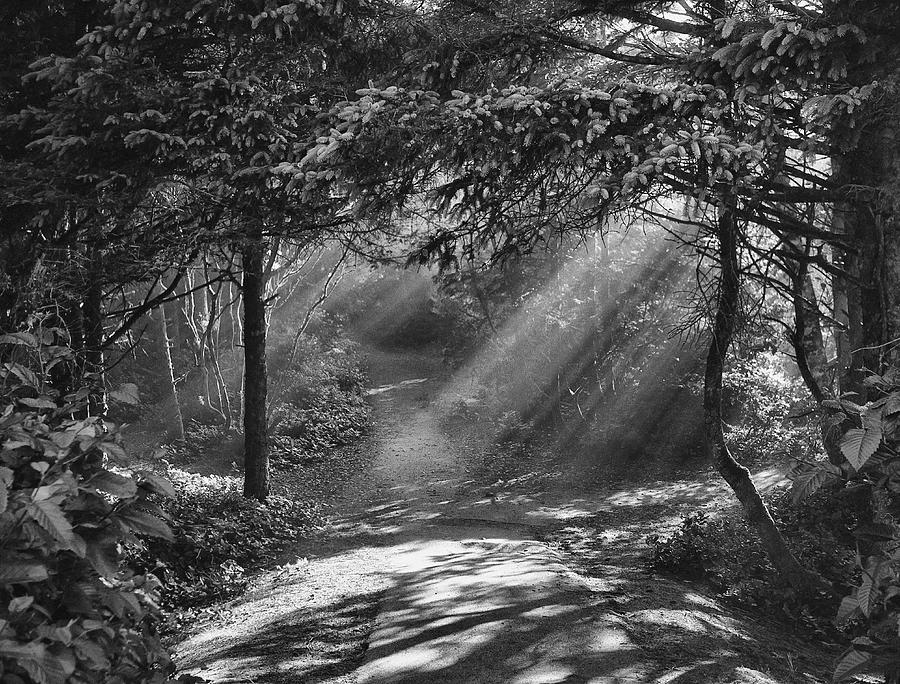 Light Shines in the Forest Photograph by HW Kateley