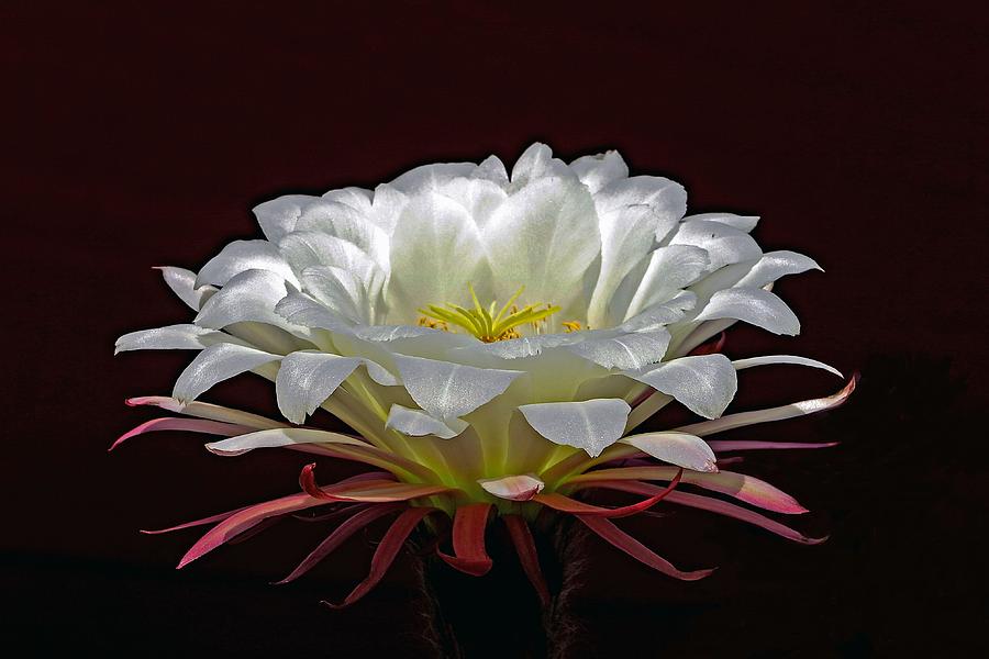 Cactus Flower Photograph - Light The Night by Hazel Vaughn