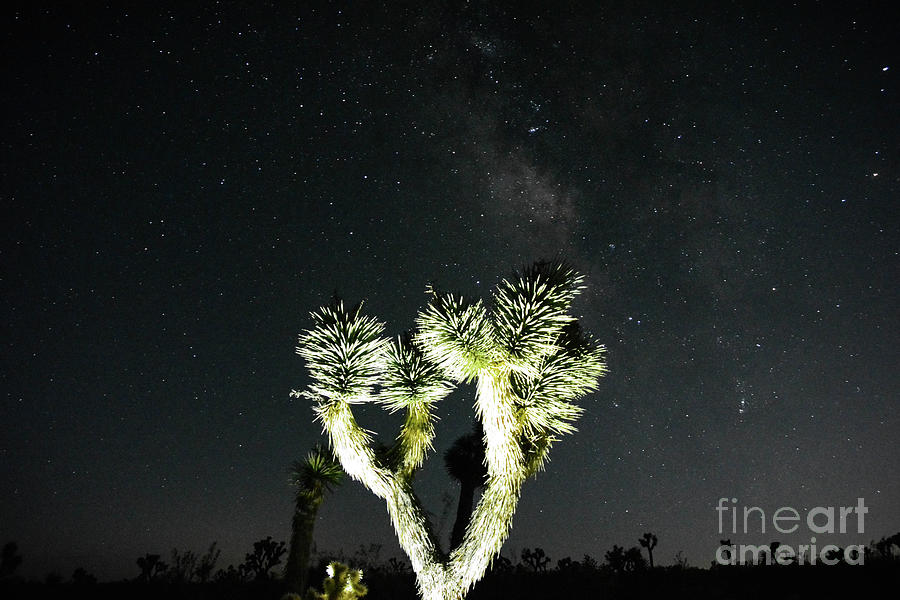 Tree Photograph - Light the Night by Stephanie Varner