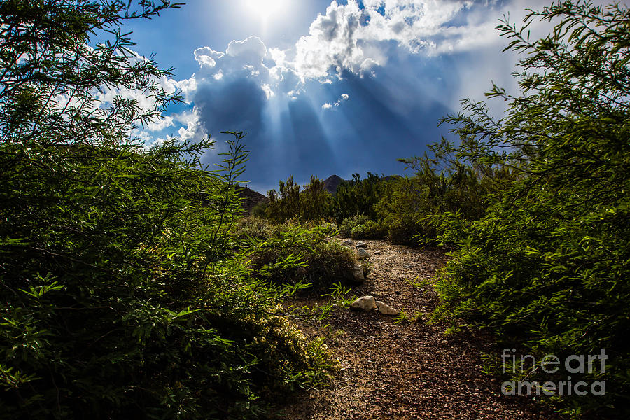 Nature Photograph - Light the Way by Amy Sorvillo