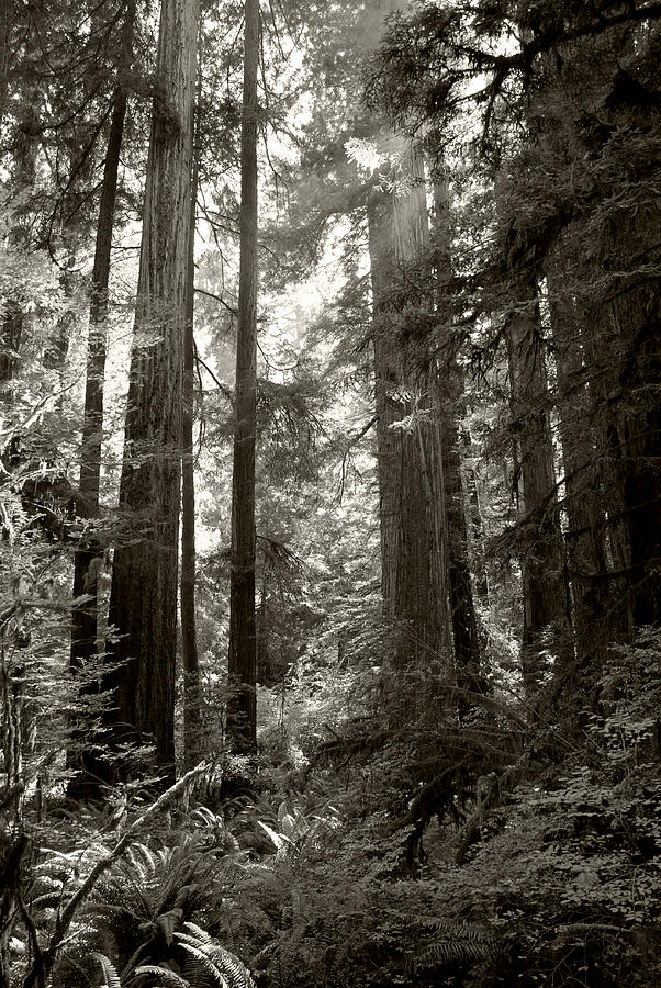 Light through Redwoods Photograph by Kathleen Grace