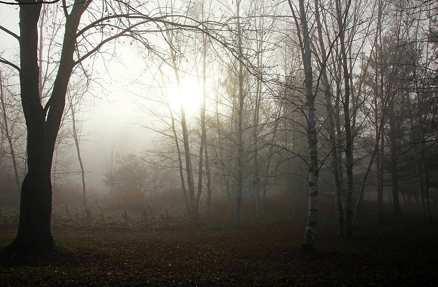 Light Through The Fog Photograph by Debbie Oppermann