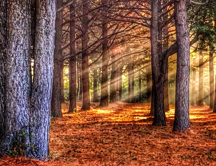 Light thru the Trees Photograph by Sumoflam Photography