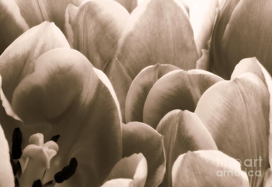 Light Tulips Photograph by Clare Bevan