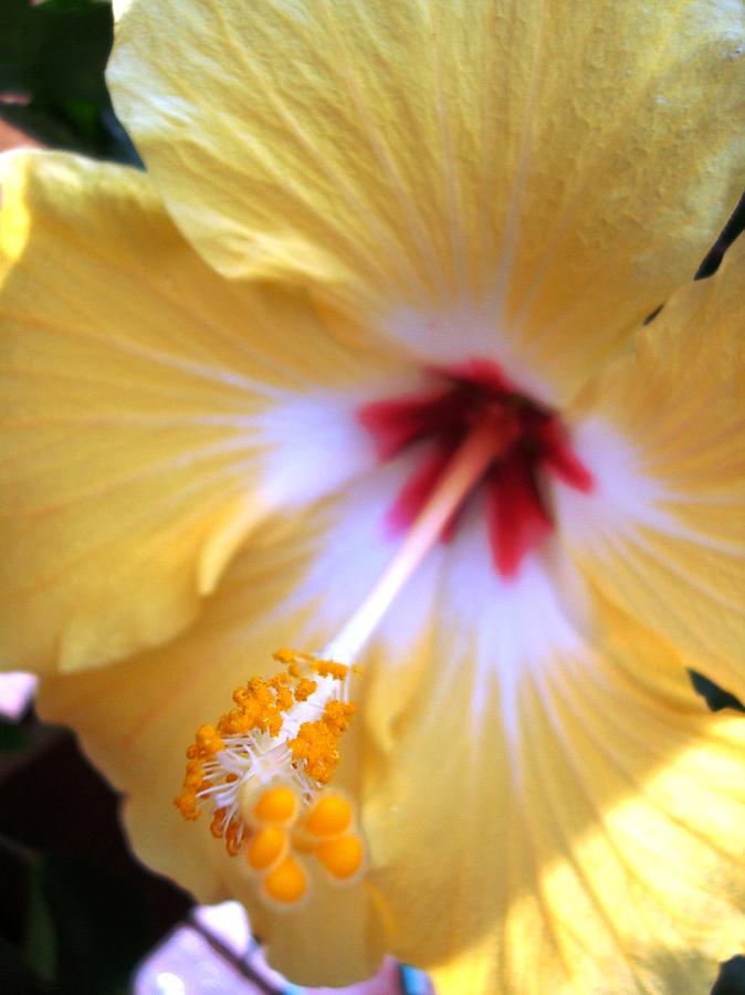 Light Yellow Hybiscus Photograph by Laura  Grisham