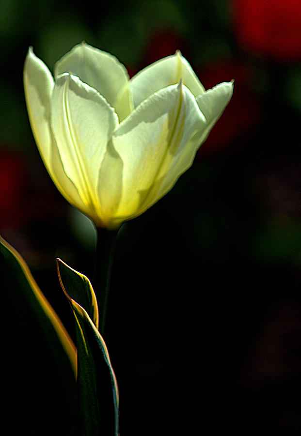 Light Yellow Tulip Photograph by Joan Han