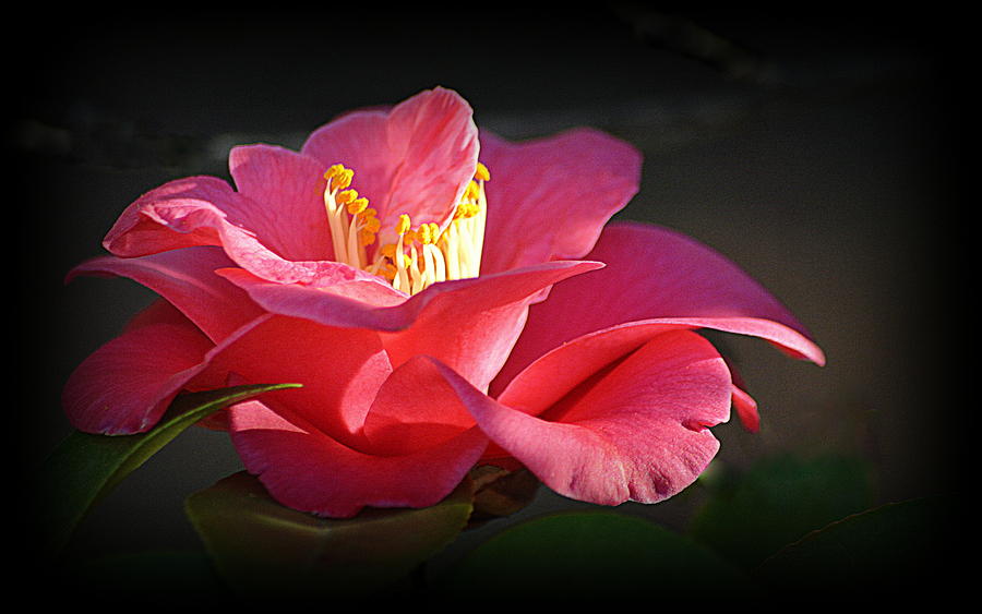 Flowers Still Life Photograph - Lighted Camellia by AJ Schibig