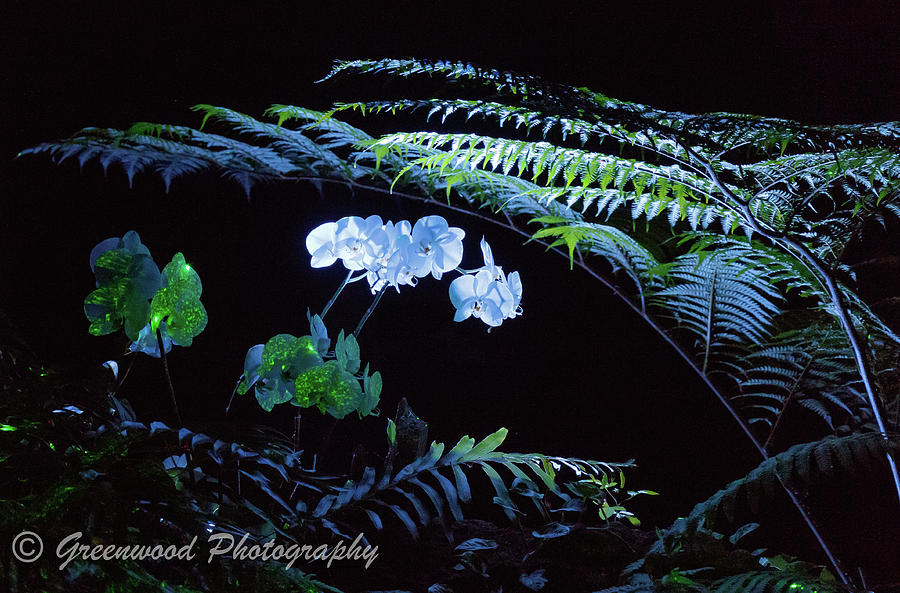 Lighted flowers Photograph by Les Greenwood