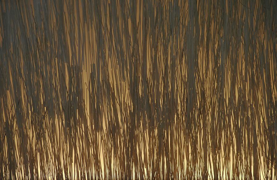 Lighted grasses Photograph by Frank Larkin